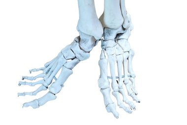 Bir çift insan bacağı, ayak ve ayak kemikleri iskeleti, ayak bileği, topuklar. Beyazda izole edilmiş