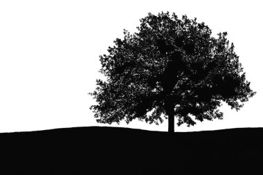 Ağaç silueti. Büyük ağaç silueti. Meşe ağacı silueti. Siyah meşe ağacı beyaz arka planda izole edilmiş. Ağaçları kes. El yapımı tasarım. vektör illüstrasyonu