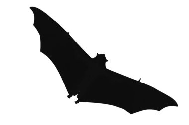 Beyaz arkaplanda siyah yarasa siluetleri