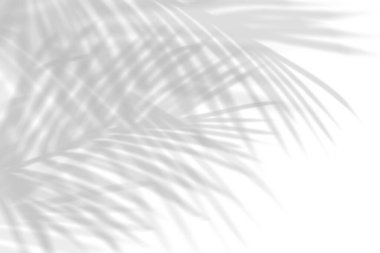 Soyut yaprak gölgesi ve ışık bulanık arkaplan. Doğal yapraklar ağaç dalları gölgeler ve güneş ışığı arka plan duvar kağıdı ve tasarımı için beyaz beton duvar dokusu, gölge örtüsü etkisi