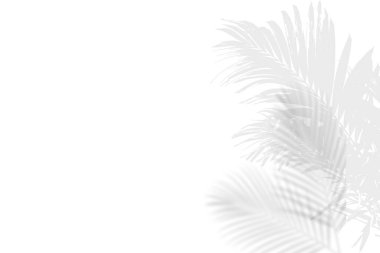 Soyut yaprak gölgesi ve ışık bulanık arkaplan. Doğal yapraklar ağaç dalları gölgeler ve güneş ışığı arka plan duvar kağıdı ve tasarımı için beyaz beton duvar dokusu, gölge örtüsü etkisi