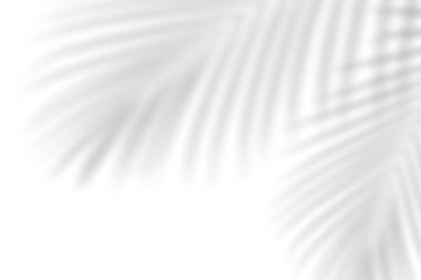 Soyut yaprak gölgesi ve ışık bulanık arkaplan. Doğal yapraklar ağaç dalları gölgeler ve güneş ışığı arka plan duvar kağıdı ve tasarımı için beyaz beton duvar dokusu, gölge örtüsü etkisi