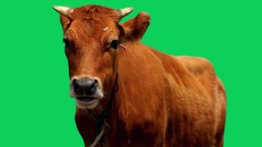 Yeşil ekranda çiğneyen inek