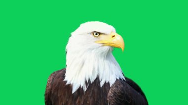 Amerikan Kartalı yeşil ekranda farklı yönlere dönüyor.