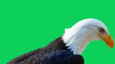 Amerikan Kartalı yeşil ekranda farklı yönlere dönüyor.