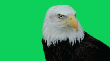 Amerikan Kartalı yeşil ekranda farklı yönlere dönüyor.