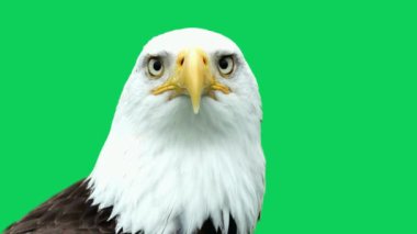 Amerikan Kartalı yeşil ekranda farklı yönlere dönüyor.