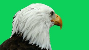 Amerikan Kartalı yeşil ekranda farklı yönlere dönüyor.