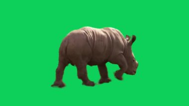 Yeşil ekran gergedan vahşi hayvan veya su gergedanı kroma anahtar görüntüsü