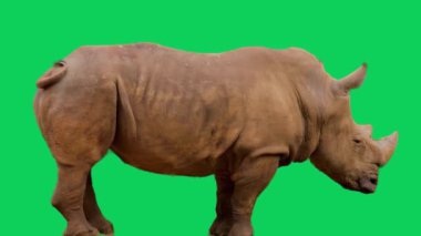 Yeşil ekran gergedan vahşi hayvan veya su gergedanı kroma anahtar görüntüsü