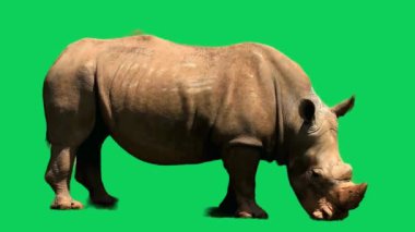 Yeşil ekran gergedan vahşi hayvan veya su gergedanı kroma anahtar görüntüsü