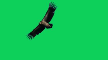 Yırtıcı kuş gökyüzünde yeşil ekranda süzülür