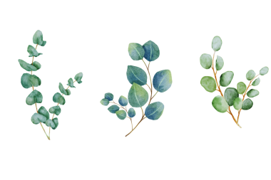 Suluboya okaliptüs dalları kuruldu. Beyaza izole edilmiş büyük bir el yapımı botanik çizimleri koleksiyonu. Soyut Şeffaf yapraklar paketi