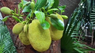 Jackfruit 'in ormanın meyve ağacında asılı olduğu yakın plan.