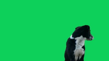 Siyah ve beyaz karışık köpek yeşil ekranda.