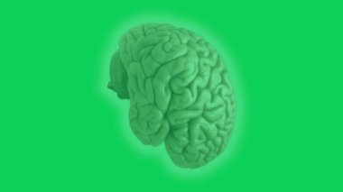 Yeşil ekranda dönen 3 boyutlu beyin. Döngü animasyonu. 3B Görüntü