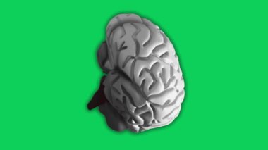 Yeşil ekranda dönen 3 boyutlu beyin. Döngü animasyonu. 3B Görüntü