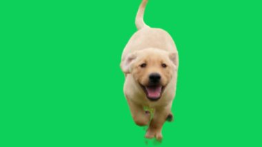 Yavru köpek yeşil arka planda 4K video 4K çözünürlükte oynuyor..