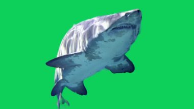 Köpekbalığı yeşil ekran krom anahtarı.