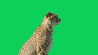 Canlı yeşil ekran arka planında koşan hızlı çita. Bu çok yönlü görüntü ile görsellerinizi geliştirin.