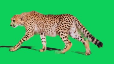 Canlı yeşil ekran arka planında koşan hızlı çita. Bu çok yönlü görüntü ile görsellerinizi geliştirin.