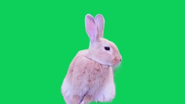 Profildeki tavşan yeşil ekranın etrafında hareket ediyor.