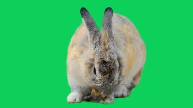 Profildeki tavşan yeşil ekranın etrafında hareket ediyor.