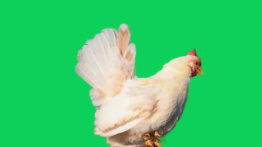 Yeşil ekrandaki horoz
