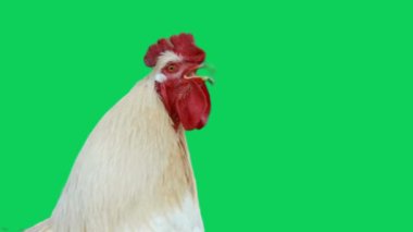 Yeşil ekrandaki horoz
