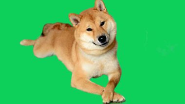 Shiba Inu oturuyor ve yeşil ekran, Chroma Key 'e bakıyor..