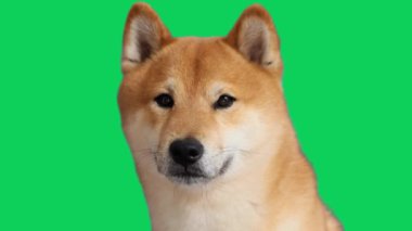 Shiba Inu oturuyor ve yeşil ekran, Chroma Key 'e bakıyor..