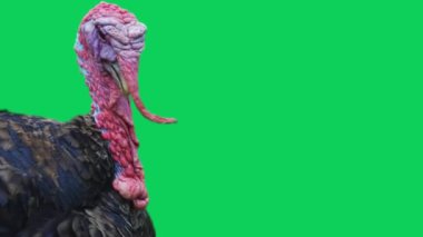 Türkiye üzerinde yeşil bir ekran izole