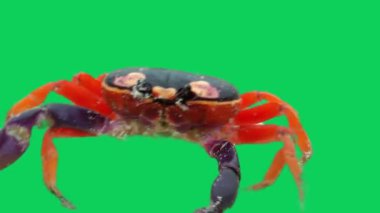 Bu video yeşil ekranın önünde hareket eden bir yengeci gösteriyor..