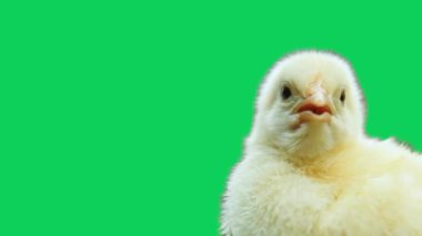 yeşil ekranda küçük sarı tavuk