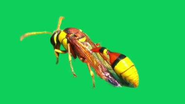 Yeşil Ekranda Yaban Arısı