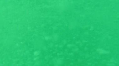 Yeşil Ekrandaki Gerçekçi Kabarcık Animasyonu, canlı gibi yüzen baloncukların yer aldığı yüksek çözünürlüklü 4K video..