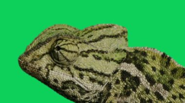 Dinozor Yeşil Ekran Krom Anahtarı