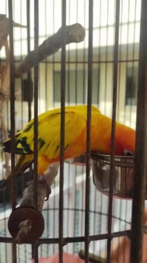 Bir papağan için kuş kafesi