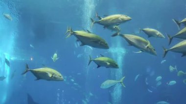 Akvaryumda büyük balık ve su yaşamı.