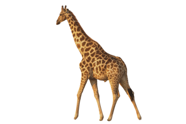  Şeffaflık arkaplanı PNG (2)