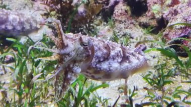 Derin Deniz Cephalopod Mor Mürekkep Balığı Yüksek Kaliteli Video