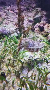 Derin Deniz Cephalopod Mor Mürekkep Balığı Yüksek Kaliteli Video