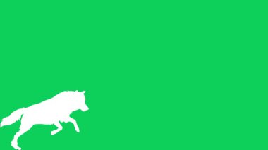 Yeşil ekrandaki hayvan videosundan yüksek kaliteli bir kurt videosu..