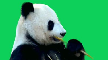 Yeşil ekrandaki bir hayvan videosundan yüksek kaliteli bir panda videosu..