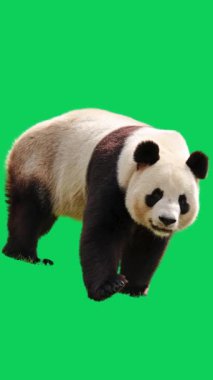 Yeşil ekrandaki bir hayvan videosundan yüksek kaliteli bir panda videosu..
