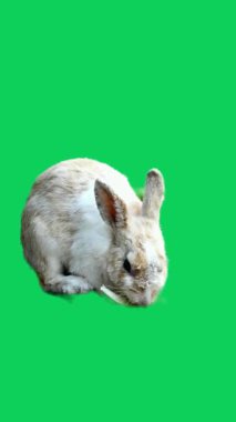 Yeşil ekrandaki hayvan videosundan yüksek kaliteli bir tavşan videosu..