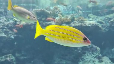 Tuzlu su balığı, evcil balık, akvaryum bitkileri ve çeşitli akvaryum tankları da dahil olmak üzere çeşitli akvaryum yaşamının yüksek kaliteli videosu..