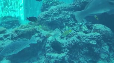 Tuzlu su balığı, evcil balık, akvaryum bitkileri ve çeşitli akvaryum tankları da dahil olmak üzere çeşitli akvaryum yaşamının yüksek kaliteli videosu..