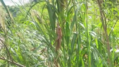 Yeşil çimlerin üzerinde çekirge, yakın plan.