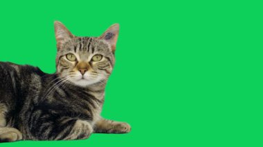Yüksek Kaliteli Video 'da Hareket Arkaplanı olan Yeşil Ekrandaki Şirin Kedi